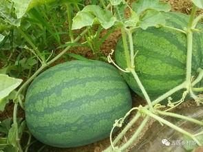 朝阳吃瓜网官网首页,揭秘娱乐圈最新热点，带你畅游八卦海洋