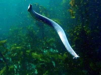 娱乐吃瓜酱鲨鱼视频,揭秘鲨鱼视频背后的秘密与趣味