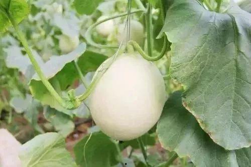 无锡网红吃瓜事件,揭秘网络舆论的风暴与真相